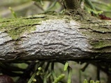 Schismatomma graphidioides image