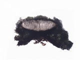 Schismatomma graphidioides image
