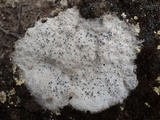 Diploschistes diacapsis image