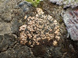 Psora decipiens image