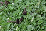 Inocybe tahquamenonensis image
