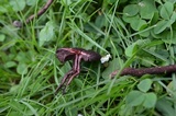 Inocybe tahquamenonensis image