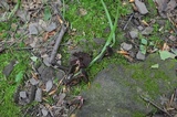 Inocybe tahquamenonensis image