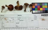 Cortinarius purpureus image