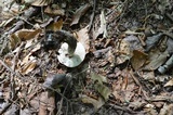 Leccinum snellii image