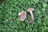 Leccinum snellii image