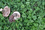 Leccinum snellii image