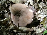 Lactarius corrugis image