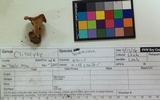Clitocybe squamulosa image