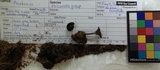 Arrhenia obscurata image