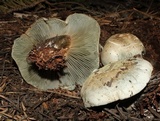 Hygrophorus caeruleus image