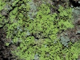 Chaenotheca furfuracea image