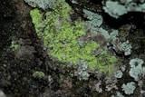 Chaenotheca furfuracea image