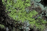 Chaenotheca furfuracea image