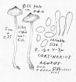 Cortinarius fragrantissimus image