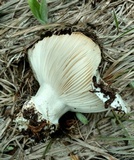 Hygrophorus subalpinus image