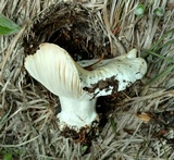 Hygrophorus subalpinus image
