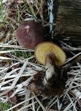 Rugosomyces onychinus image