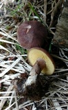 Rugosomyces onychinus image