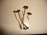 Panaeolus cinctulus image