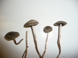 Panaeolus cinctulus image