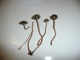Panaeolus cinctulus image