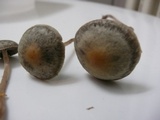 Panaeolus cinctulus image
