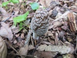 Coprinopsis picacea image