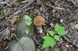 Tylopilus ferrugineus image