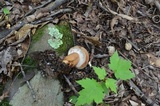 Tylopilus ferrugineus image