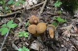 Tylopilus ferrugineus image