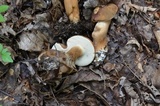 Tylopilus ferrugineus image
