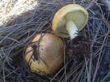 Floccularia albolanaripes image