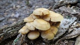 Kuehneromyces marginellus image