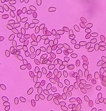 Kuehneromyces marginellus image