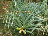 Hebeloma mesophaeum image