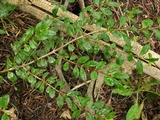 Hebeloma mesophaeum image