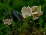 Arrhenia retiruga image