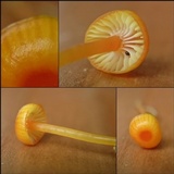 Hygrocybe insipida image