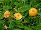 Hygrocybe insipida image