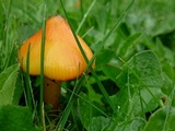 Hygrocybe conica var. conica image