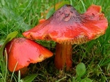 Hygrocybe conica var. conica image