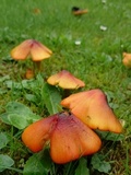 Hygrocybe conica var. conica image
