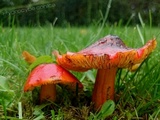 Hygrocybe conica var. conica image