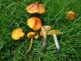 Hygrocybe conica var. conica image