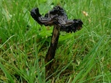 Hygrocybe conica var. conica image