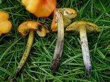 Hygrocybe conica var. conica image