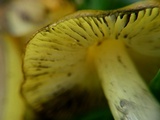 Hygrocybe conica var. conica image