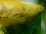 Hygrocybe conica var. conica image