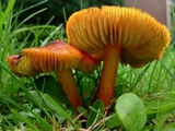 Hygrocybe conica var. conica image